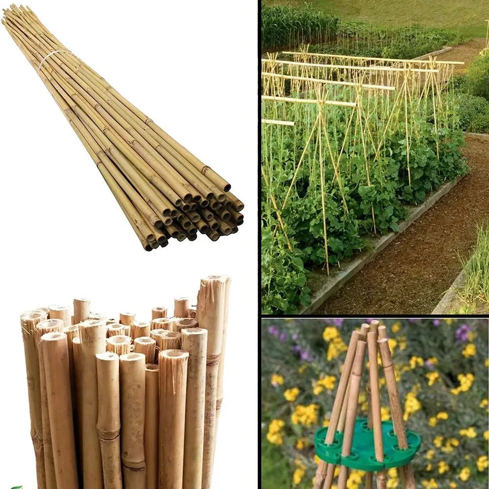 100 x 2ft (60cm) Bamboo canes - Image #4