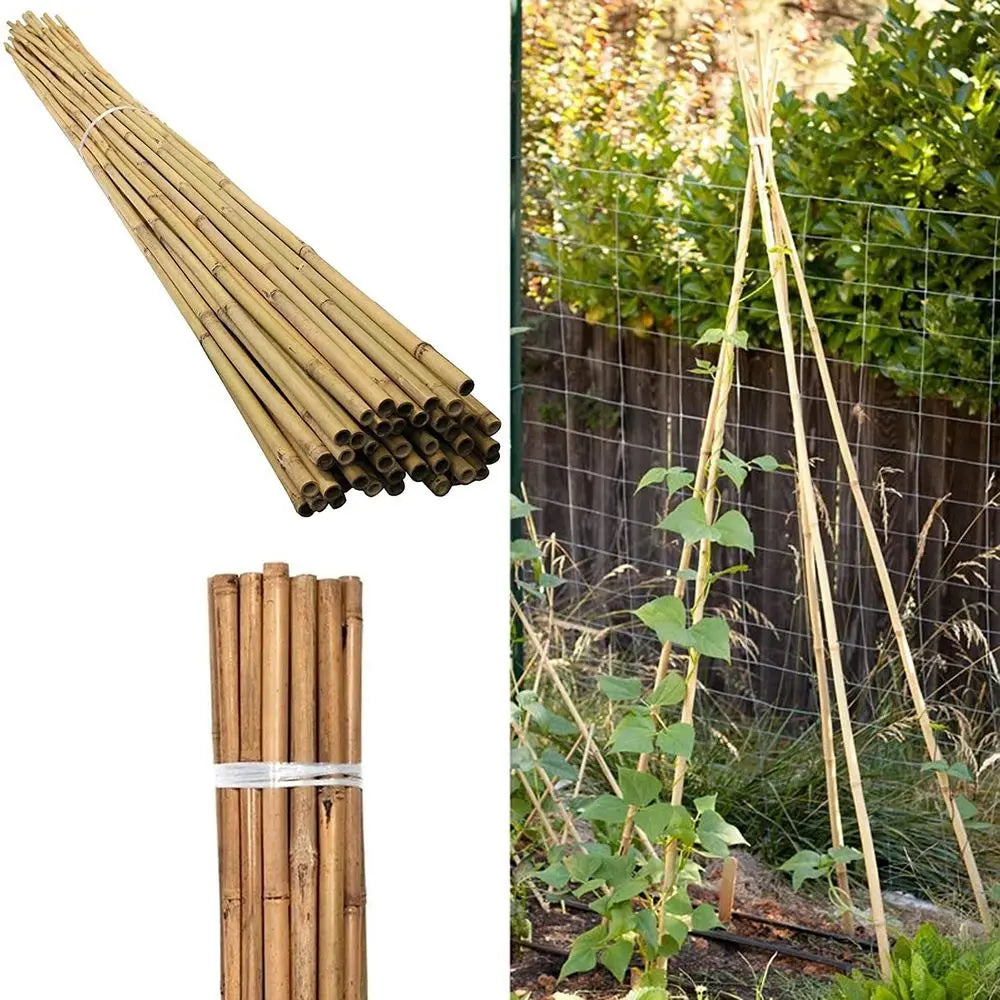 100 x 2ft (60cm) Bamboo canes - Image #2