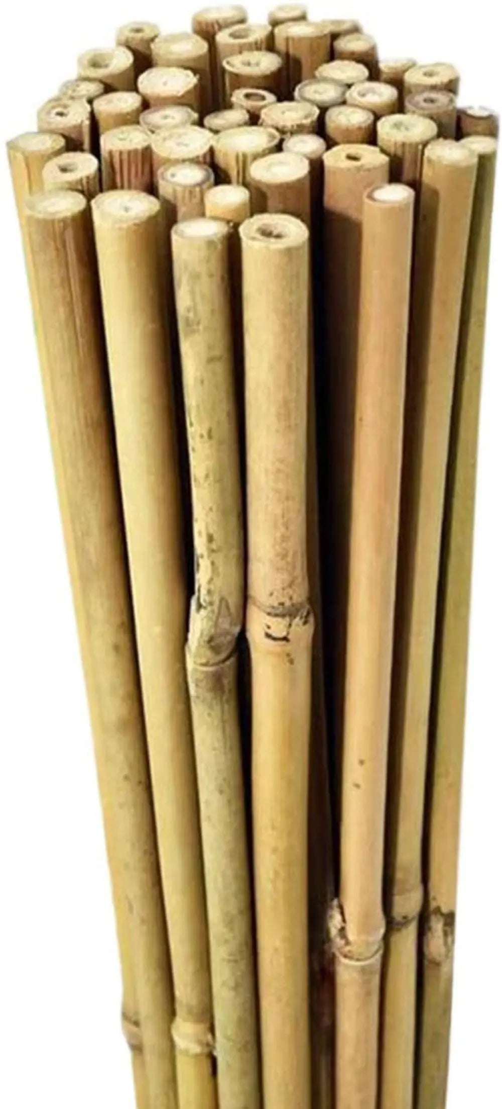 100 x 2ft (60cm) Bamboo canes - Image #6